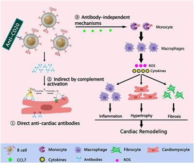 Immunomodulatory Treatment Strategies Targeting B Cells for Heart Failure